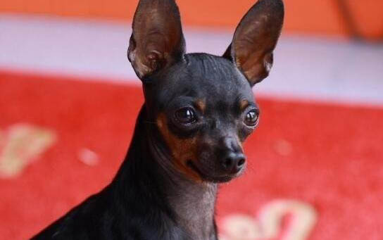 小鹿犬壽命一般多少年?
