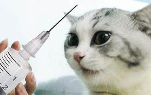 貓咪突然抽搐呼吸急促是什么原因
