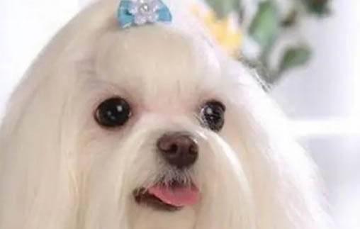 常見犬品種大全