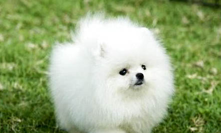 博美犬流淚怎么回事