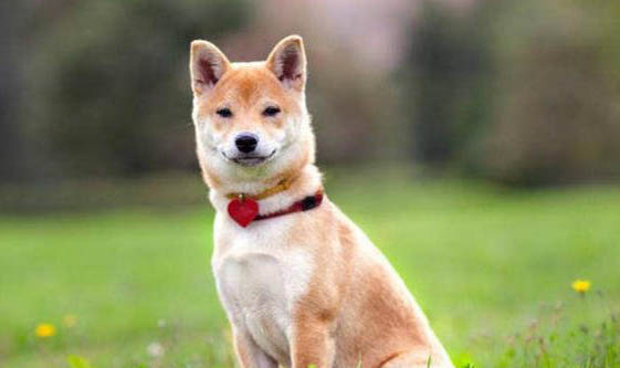 柴犬嘴巴黑多久會褪色?