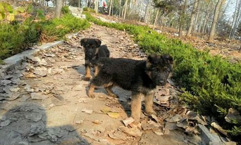 為什么狗狗喜歡你的11種表現