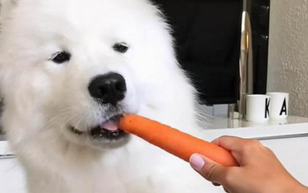 純薩摩耶犬多少錢一只幼犬