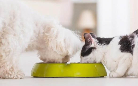 犬瘟狗狗的尿很黃是排毒嗎