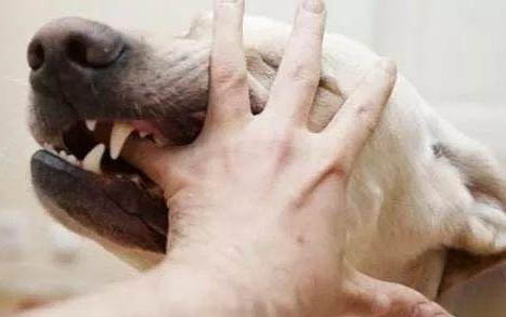 狗狗皮下針注射方法和位置圖解