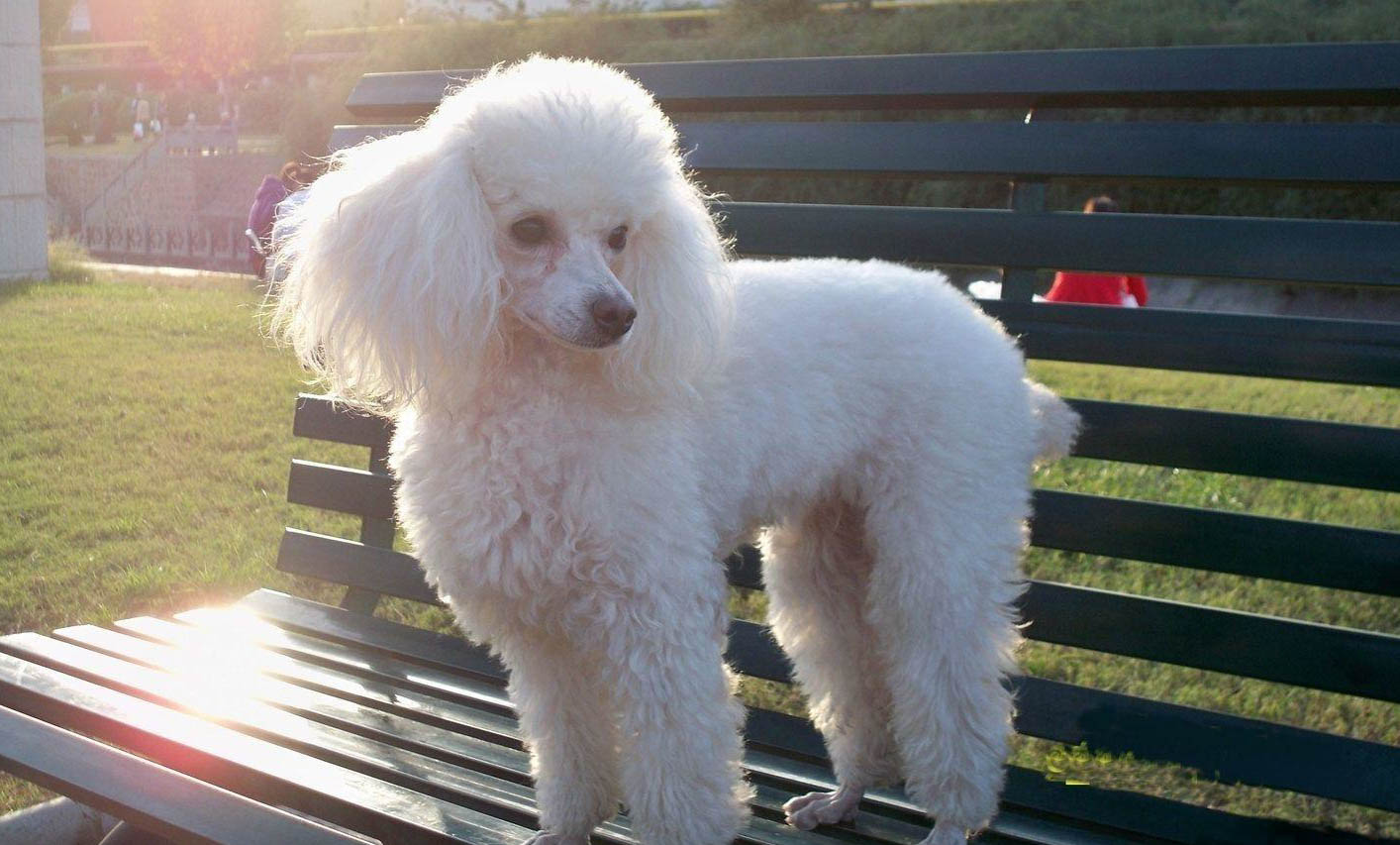 一只便宜好養的小型犬