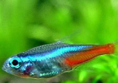 什么龜可以和魚一起養