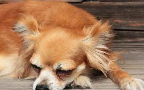 狗狗黃疸性肝炎的癥狀有哪些