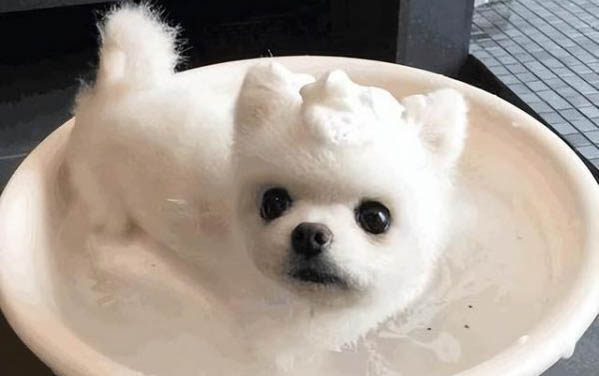 狗狗大便不成型怎么辦