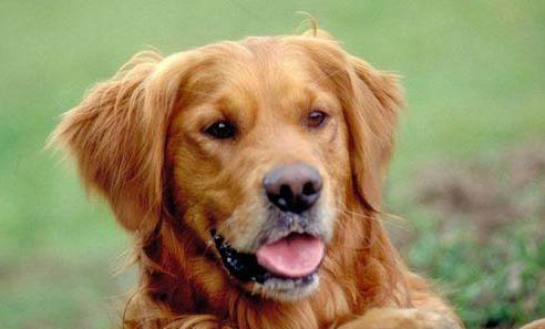 金毛犬怎么訓練大小便
