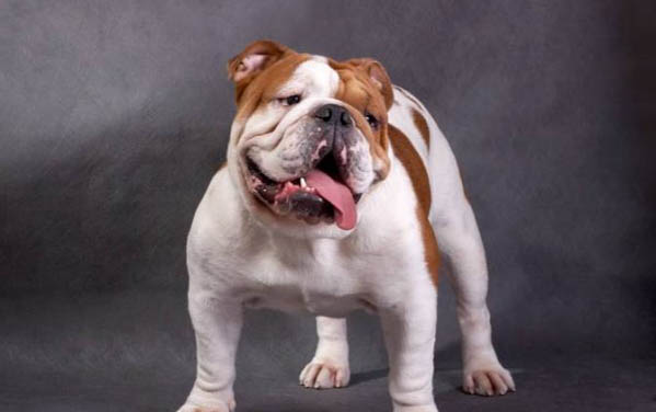 英國斗牛犬是禁養犬嗎