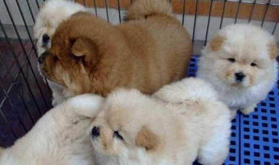 松獅犬價格如何