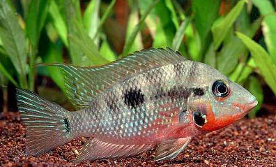 瑪麗魚生小魚前兆