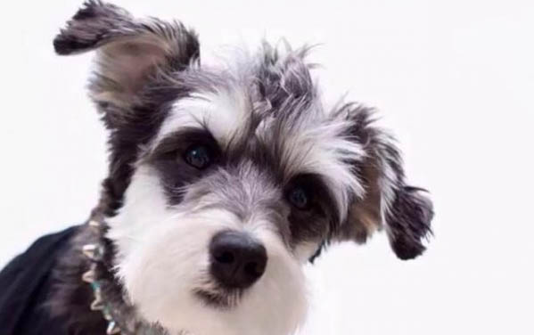 雪納瑞犬的飼養(yǎng)要點有哪些