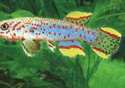 羅漢魚腹水怎么辦