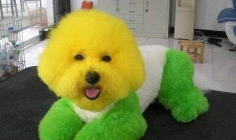 比熊犬和泰迪犬的區別