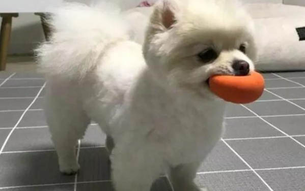 博美犬有狂犬病毒能活多久