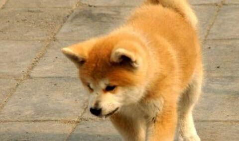 秋田犬和柴犬哪個(gè)好養(yǎng)