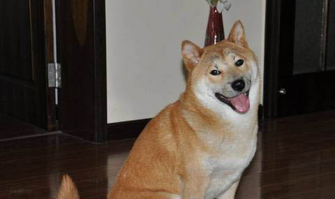 柴犬和秋田犬的區別是什么