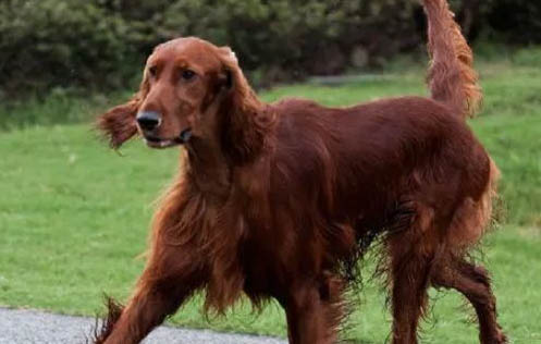 愛爾蘭雪達犬半夜突然叫是什么原因