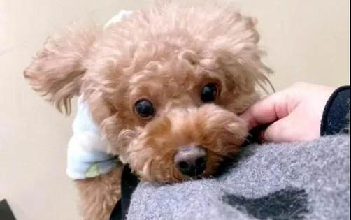 狗狗球蟲預防多久一次