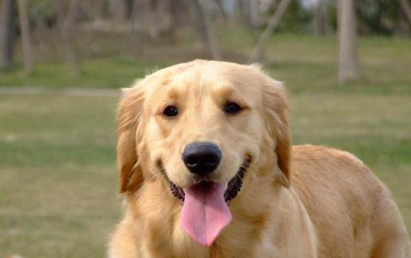 狗狗得了狂犬病會有哪些癥狀