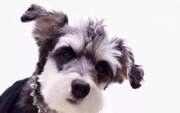 狗狗鬧肚子不吃東西不喝水怎么辦