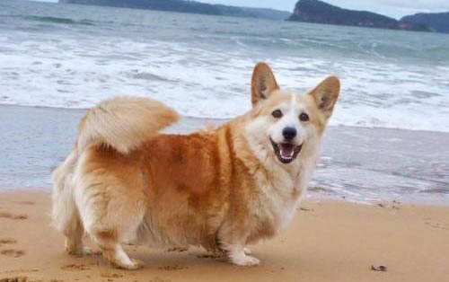 狗狗吃草之后嘔吐了是怎么回事