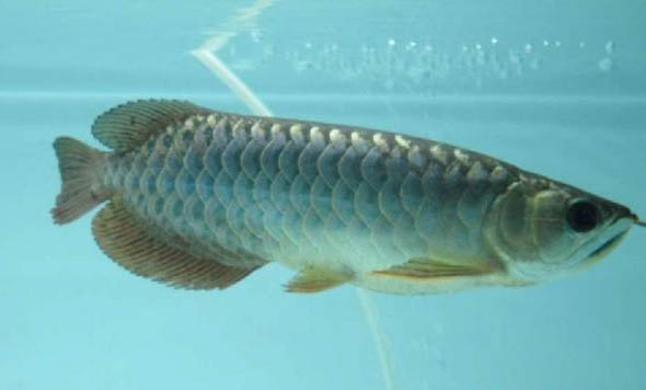 龍魚為什么會(huì)翻身