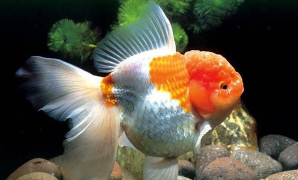 草金魚生活習性是什么