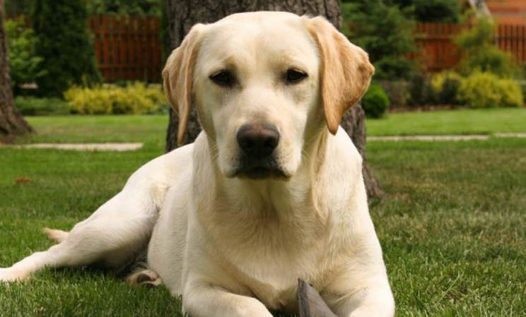 適合家養(yǎng)的純種大型犬