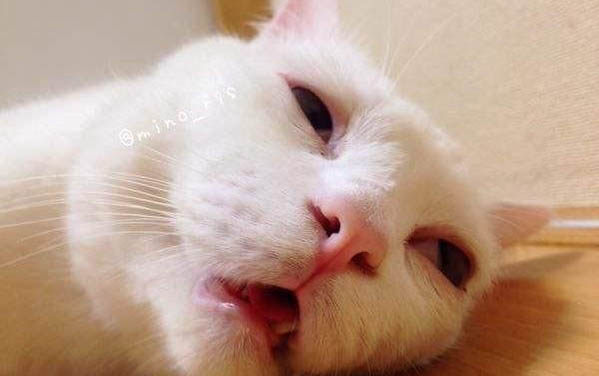 請問貓咪嘔吐的原因及處理方法?