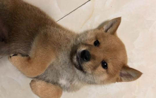 狗狗可以吃板栗仁嗎?