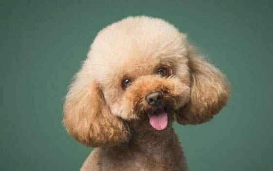狗狗一碰就叫好像很疼還哆嗦