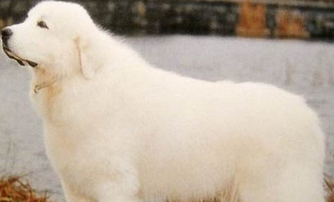 大白熊犬口吐白沫的原因及處理方法