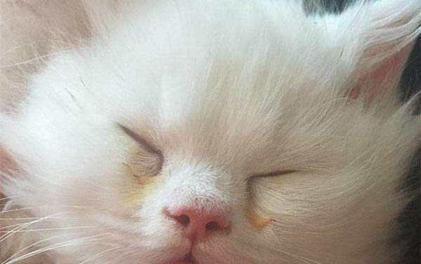 小貓輕微抽搐