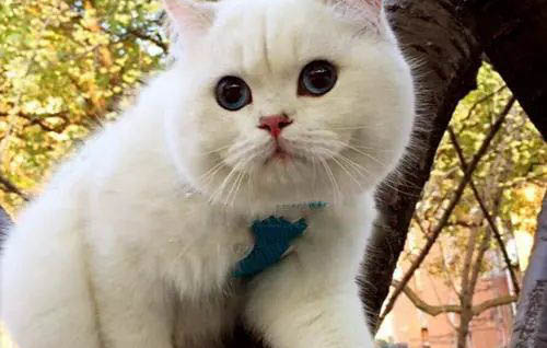 貓咪第一胎一般生幾只?