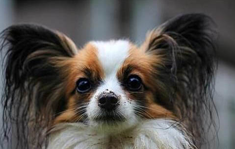 蝴蝶犬的優缺點主要有哪些