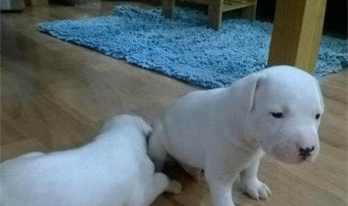 惠比特犬適合家養嗎