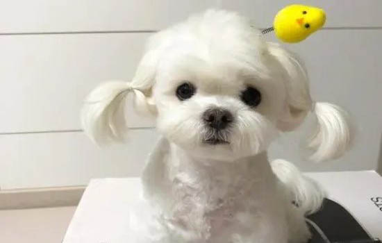 狗狗眼睛的保護方法