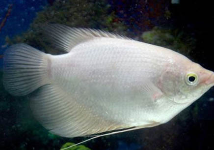 養(yǎng)魚的水要放幾天才能用?