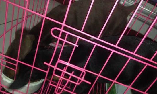 杜賓犬的原產地在哪里