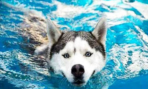 犬瘟熱有哪些后遺癥