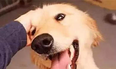 狗狗能吃紫菜嗎
