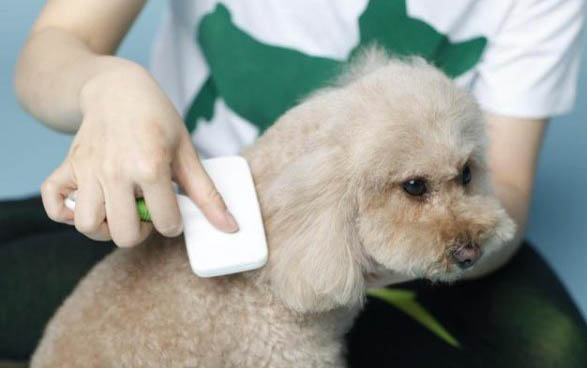 狗狗幾個月發(fā)一次情啊?