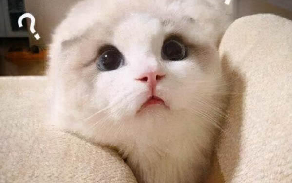 貓咪吃了巧克力會(huì)有什么反應(yīng)