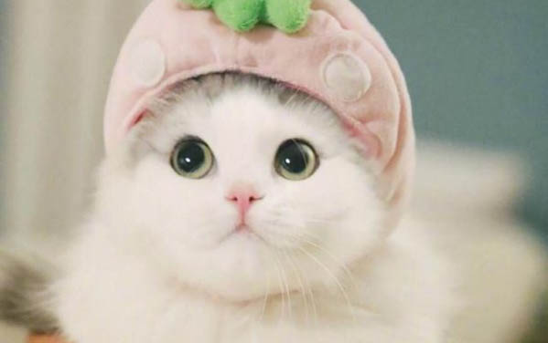 貓孤獨會得傳腹