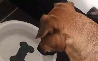 怎么確認(rèn)狗狗有沒有吃老鼠藥