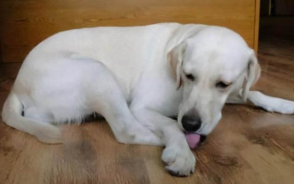 狗狗皮膚病有哪幾種?