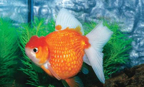 龍魚跳缸后多久會恢復